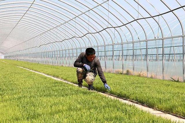 区长财农机专业合作社积极投身工厂化育苗工作,大力推广水稻栽培技术
